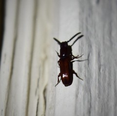 Taphroscelidia linearis