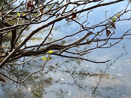 Queensnake