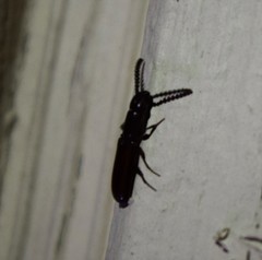 Taphroscelidia linearis