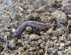 Tandonia sowerbyi