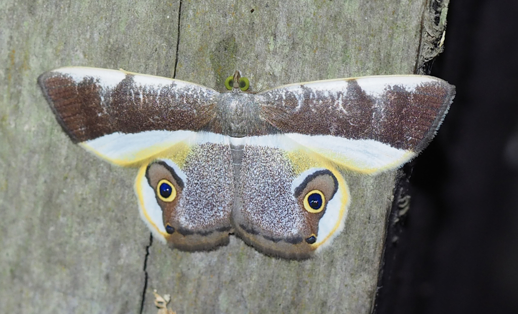 Opisthoxia rexrothorum