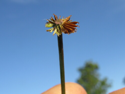 slender lagenophora (Lagenophora gracilis)