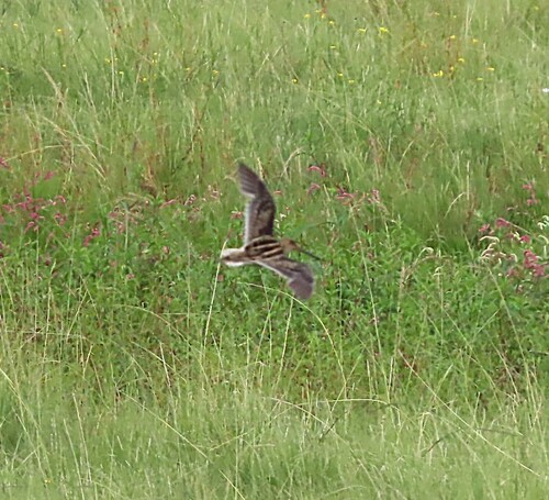 African Snipe (Gallinago nigripennis)