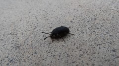 Coleoptera