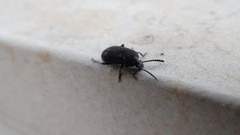 Coleoptera