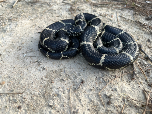 Common Kingsnake