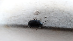 Coleoptera