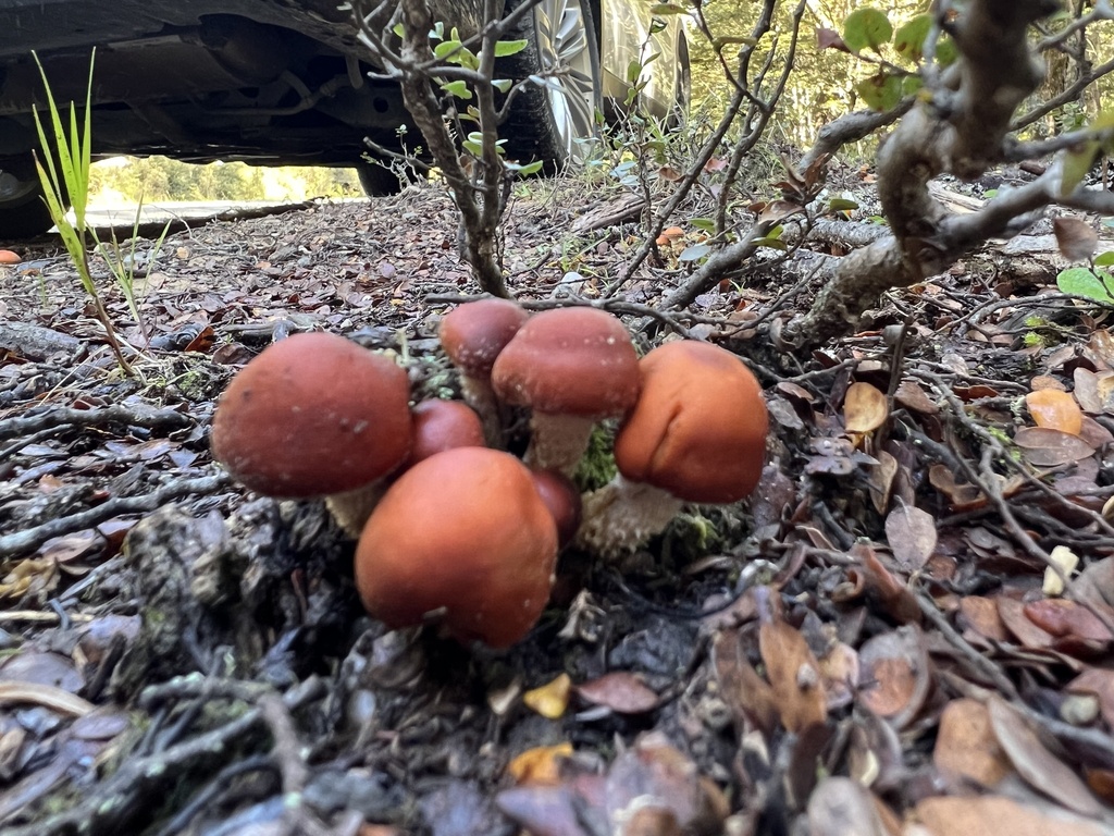 Hypholoma australianum · April 2026 · photo: © davidorlovich (iNaturalist, cc-by)