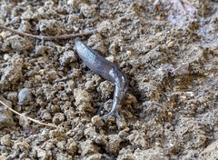 Tandonia sowerbyi