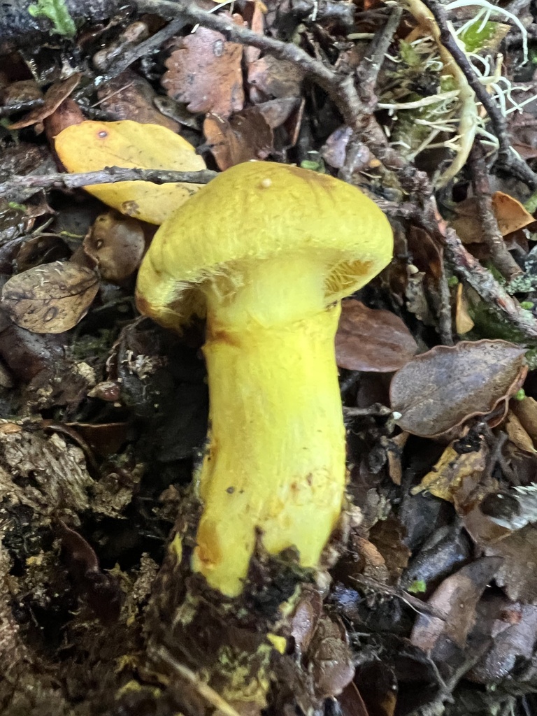 Cortinarius canarius · April 2026 · photo: © davidorlovich (iNaturalist, cc-by)