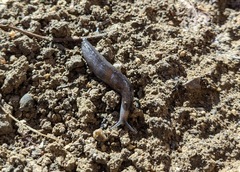 Tandonia sowerbyi