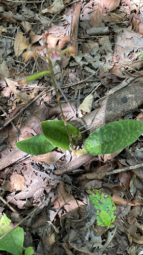 Monk Orchid