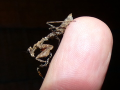 Pseudomiopteryx infuscata