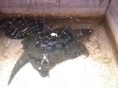 Chelydra rossignonii