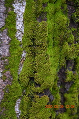 Nyholmiella obtusifolia