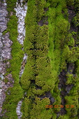 Nyholmiella obtusifolia