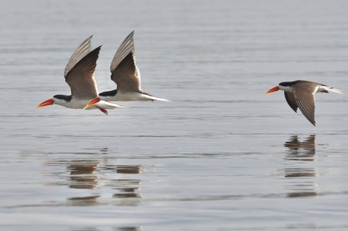 African Skimmer