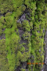 Nyholmiella obtusifolia