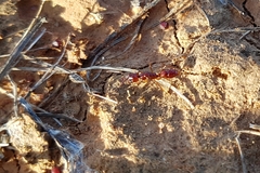 Anochetus