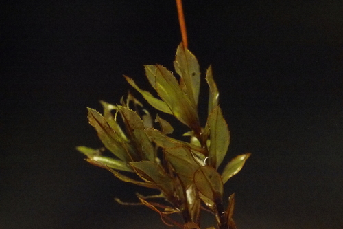 Red-mouthed Leafy Moss (Mnium spinulosum)