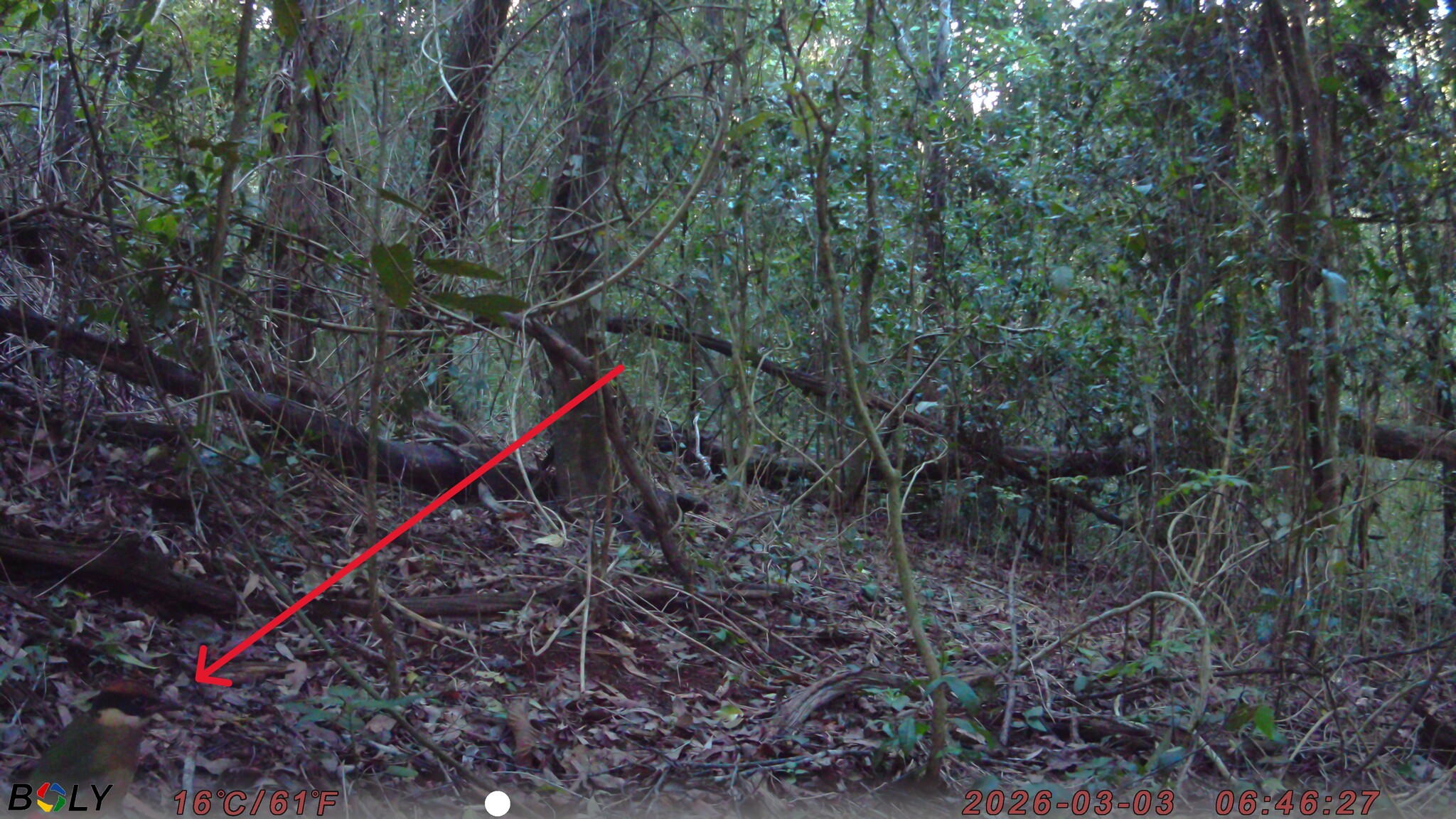 Noisy Pitta (Pitta versicolor), photo 7