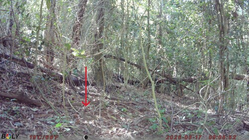 Black-breasted Buttonquail (Turnix melanogaster)