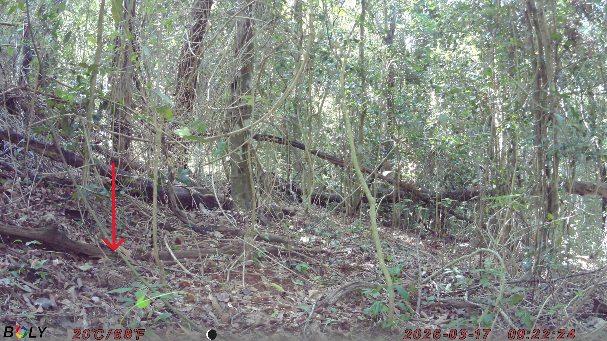 Black-breasted Buttonquail (Turnix melanogaster), photo 2