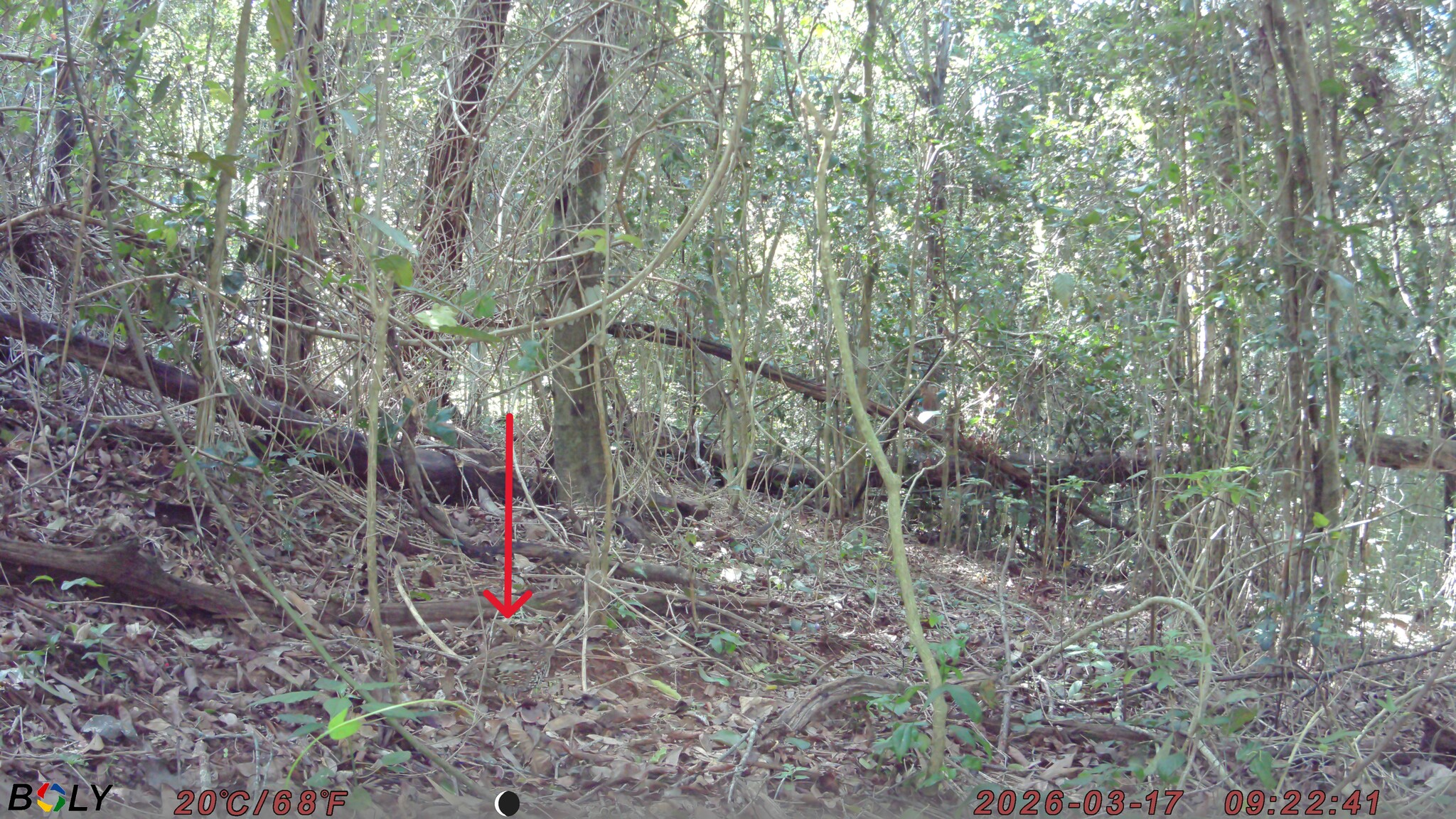 Black-breasted Buttonquail (Turnix melanogaster), photo 3