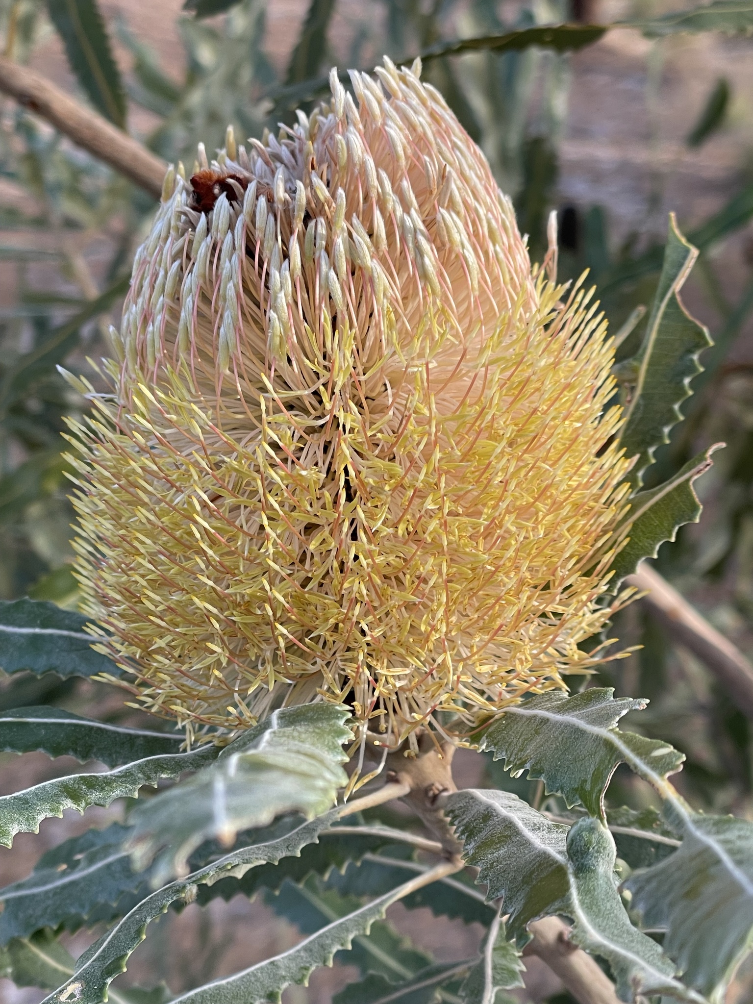 Firewood Banksia (Banksia menziesii)