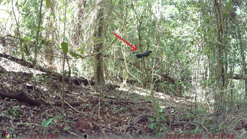 Spectacled Monarch (Symposiachrus trivirgatus), photo 1