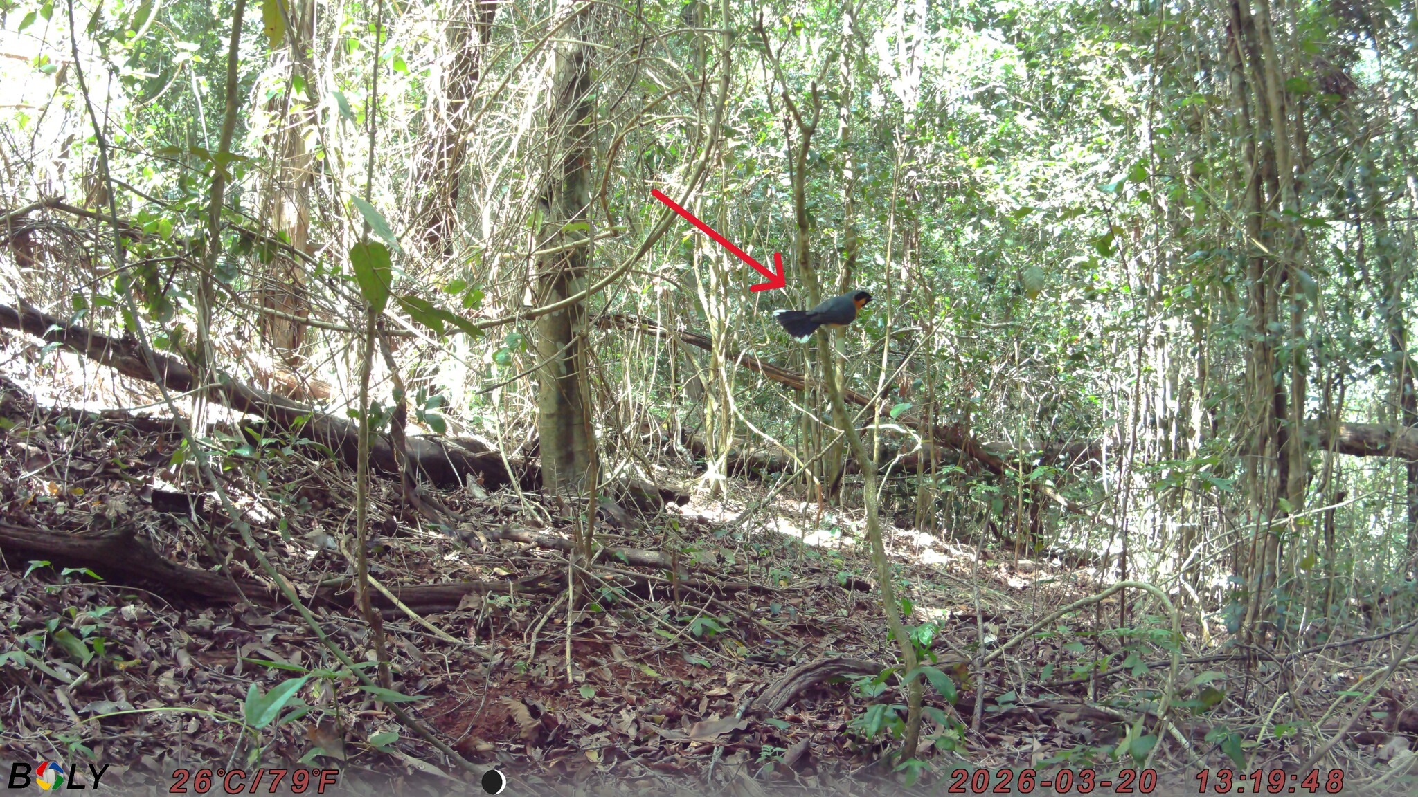 Spectacled Monarch (Symposiachrus trivirgatus), photo 1