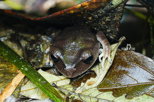 Leptobrachium montanum, 2026-02-24