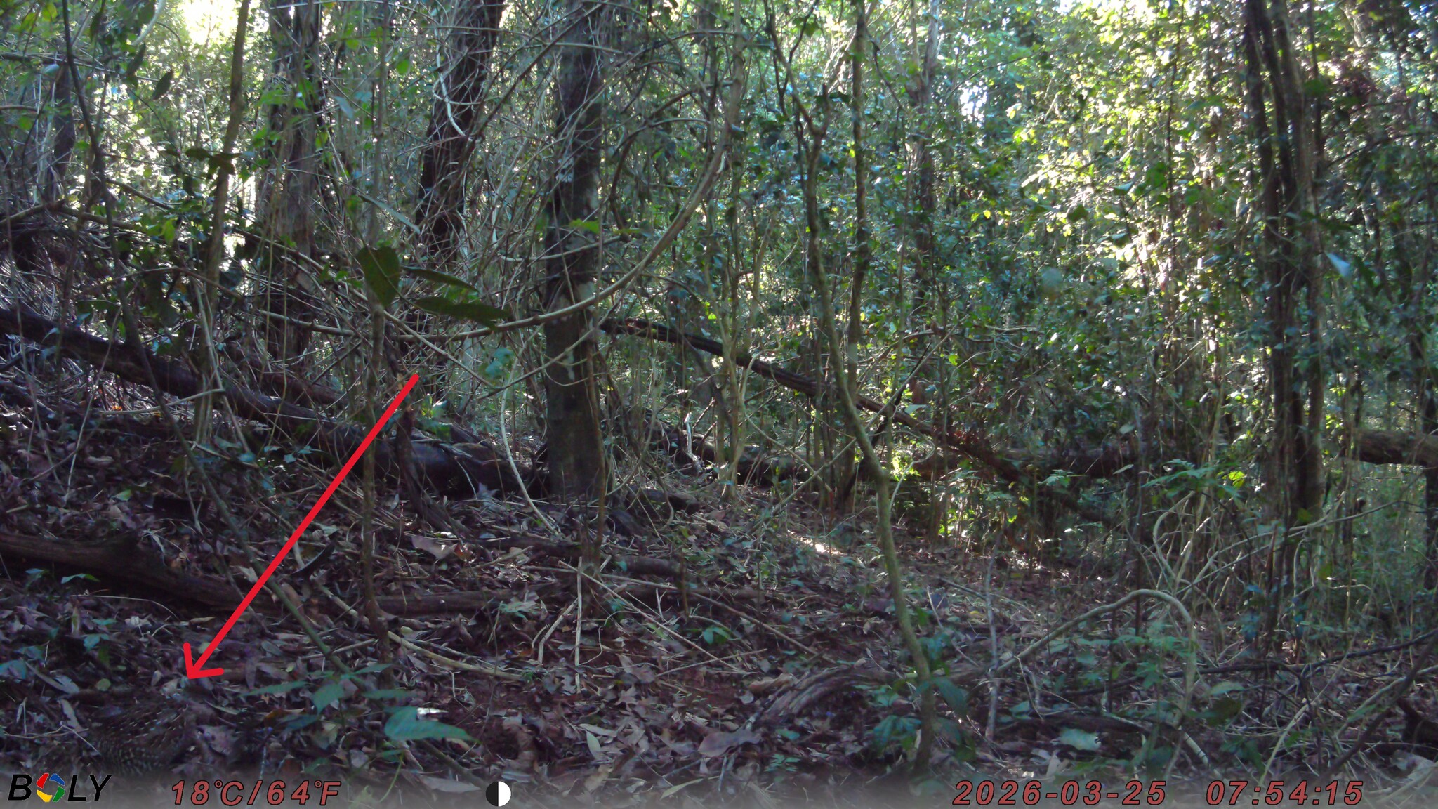 Black-breasted Buttonquail (Turnix melanogaster), photo 7