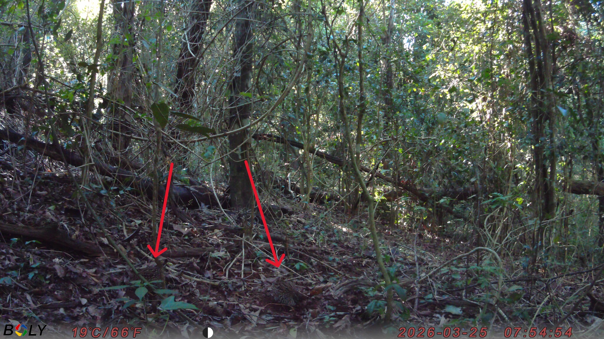 Black-breasted Buttonquail (Turnix melanogaster), photo 8