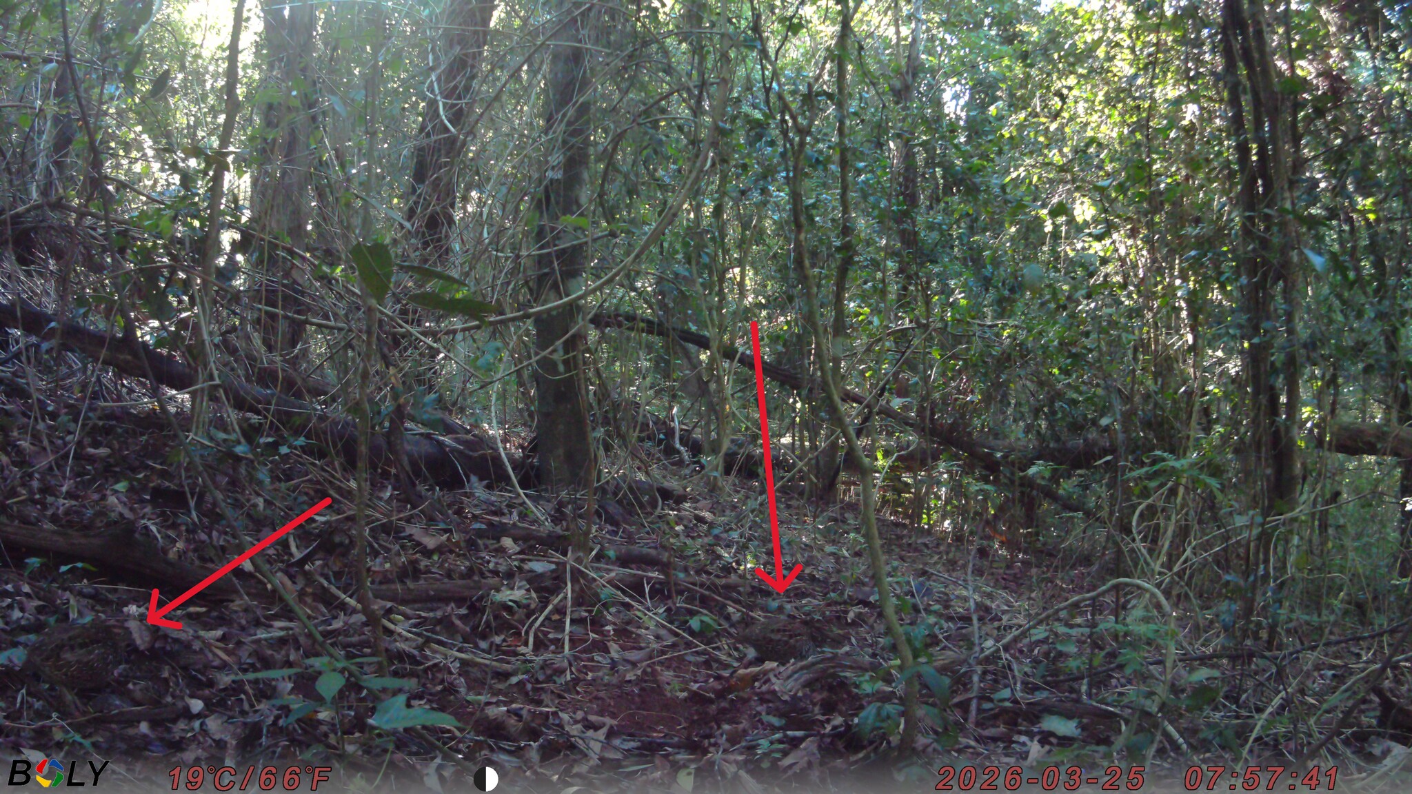 Black-breasted Buttonquail (Turnix melanogaster), photo 6