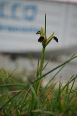 Iris tuberosa
