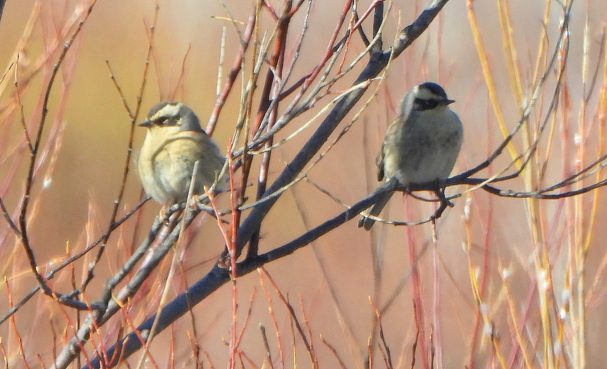 Siberian Accentor (Prunella montanella), photo 2