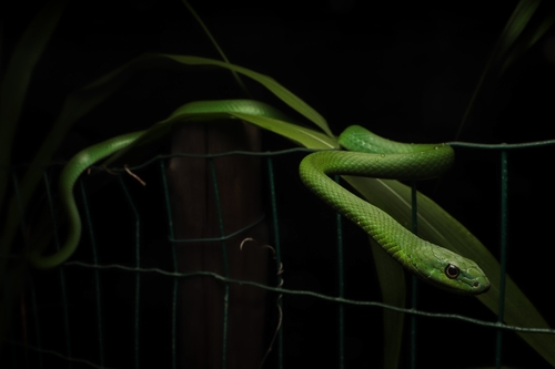 Lichtenstein's Green Racer, Philodryas olfersii