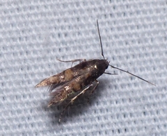 Stilbosis tesquella