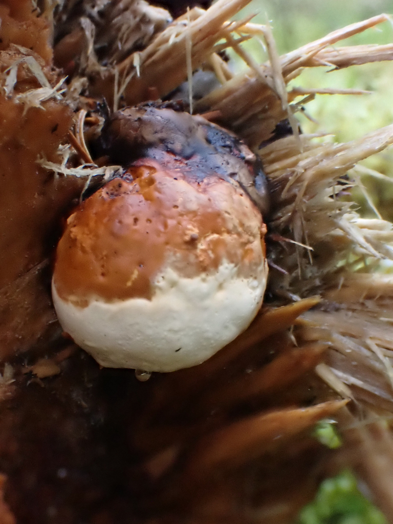 Fomitopsis mounceae · April 2026 · photo: © mythical_mold (iNaturalist, cc-by)