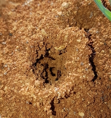 Anochetus