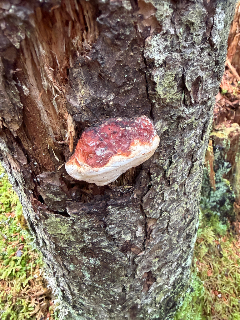 Fomitopsis mounceae · April 2026 · photo: © mythical_mold (iNaturalist, cc-by)