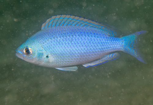 Green puller (Pristotis obtusirostris) — Pomacentridae — 4