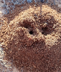 Anochetus