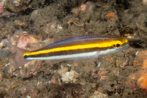 Paradise whiptail (Pentapodus paradiseus) — Nemipteridae — 4