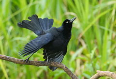 Nicaraguan Grackle photo 2