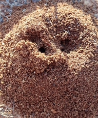 Anochetus