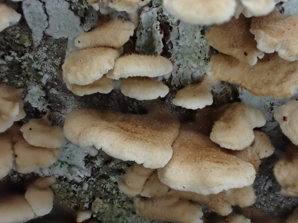 Plicatura crispa · April 2026 · photo: © mythical_mold (iNaturalist, cc-by)