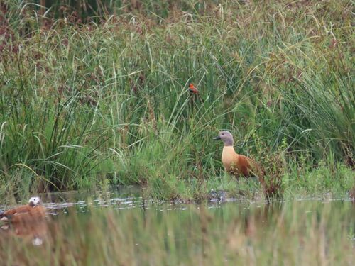 South African Shelduck (Tadorna cana), photo 4