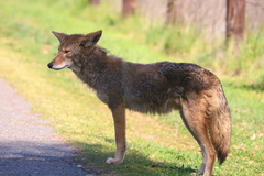 Canis latrans